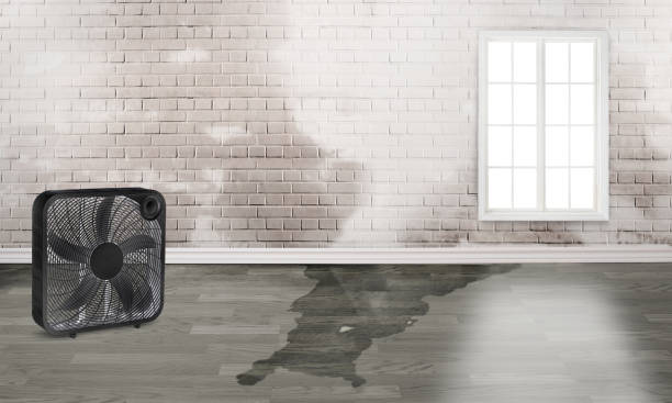 Best Flood damage cleanup  in Columbia Heights, MN